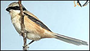 Check spelling or type a new query. Perbedaan Burung Cendet Madura Dan Cendet Jawa Merawat Burung Berkicau
