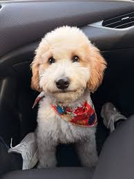 Why is my 4-month-old golden digging at the floor?