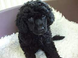 Black mini poodle for sale. Black Miniature Poodle Puppies Picture Dog Breeders Guide