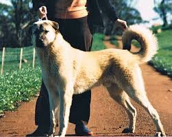 See actions taken by the people who manage and post content. Takas Volkodav Anatolian Shepherd Kangal Dog Australia In 2020 Kangal Dog Livestock Guardian Dog Anatolian Shepherd