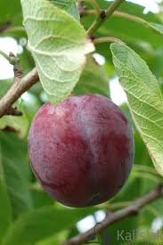 Image result for prunus domestica renkloda althana