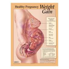 Healthy Pregnancy Weight Gain Chart Childbirth Graphics
