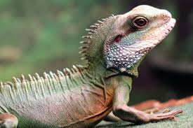 But there's another major category for activity for animals and that's crepuscular. Diurnal Animals Diurnality Diurnal And Nocturnal Definition