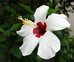 Hibiscus is a genus of flowering plants in the mallow family, malvaceae. How To Make Paste Shampoo From Fresh Hibiscus Flowers And Leaves Bellatory