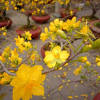 Peach flowers blooming at the park in hanoi, vietnam. Https Encrypted Tbn0 Gstatic Com Images Q Tbn And9gcqns2ns5rphef7jxidq0dxnw0as1919l9hwp8vjbfc Usqp Cau