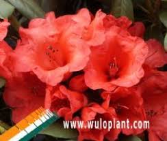 View Assortment By Category Rhododendron Yakushimanum