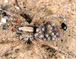 Some other spiders walk on glass as easily as they walk on their way of hunting is more like that of solitary cats such as the cheetahs. A Look At Wyoming S Biggest Most Venomous And Strangest Spiders Open Spaces Trib Com