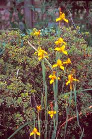 Image result for Moraea spathulata