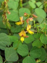 Image result for Rhynchosia albissima