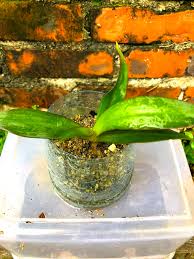 carousell plants painting