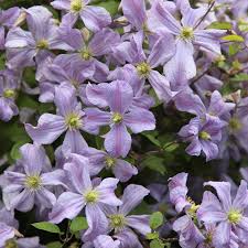Read how to grow and prune your clematis plants in our how to guide. Clematis Prince Charles Google Search Clematis Vine Clematis Autumn Clematis