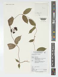 Image result for Marsdenia exellii