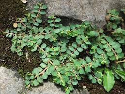 Image result for Euphorbia serpens