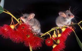 Australian Native Animals Australia Animals Australian Animals