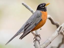 Robin black is a canadian mixed martial arts commentator, analyst and former musician. American Robin Identification All About Birds Cornell Lab Of Ornithology