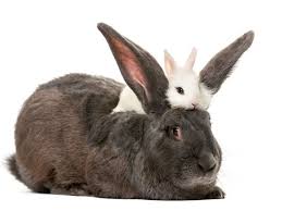 What S The Difference Between A Rabbit And A Hare Animals Baby Animals Animals Friendship