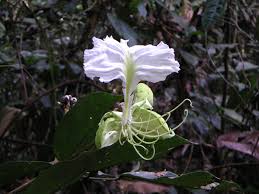 Image result for Berlinia orientalis