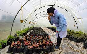 Add edible flowers to your next meal for a splash of color and unique flavors. Former Tunisian Journalist Now Has Blossoming Edible Flower Business Fin24