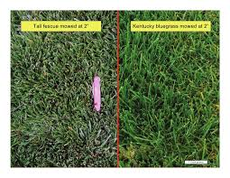 How to identify crabgrass in a lawn crabgrass vs coarse tall fescue problem grasses. Vegetative Identification Of Common Turfgrasses In The Pacific Northw