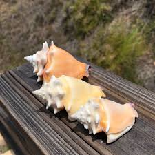 Sea Shells Shells Craft Supplies Shell Craft Beach Coastal Etsy Shell Crafts Coastal Beach Decor Craft Supplies