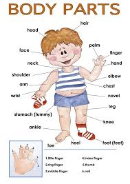 Human body parts for kids pictures body part diagram for kindergarten fresh my body educational. Parts Of The Body For Kindergarten