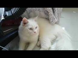 Fakta kucing albino dan perbedaannya dengan kucing putih biasa. Kucing Anggora Putih Lucu Manis Youtube
