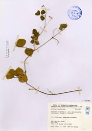 Image result for Dolichos trilobus