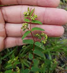 Image result for Euphorbia hyssopifolia