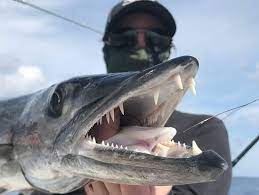 Your barracuda teeth stock images are ready. Barracuda Fish Teeth