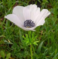 Anemone Coronaria Anemone Flower Images Flowers
