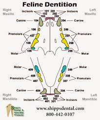 Human Teeth Diagram Labeled Technical Diagrams