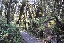 Image result for Ficalhoa laurifolia