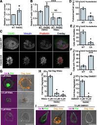 Goto is a unified communication platform that includes video conferencing, webinar and phone system solutions for one low price. The F Bar Protein Pstpip1 Controls Extracellular Matrix Degradation And Filopodia Formation In Macrophages Sciencedirect