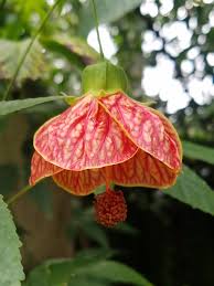 Image result for Abutilon sp.no.1