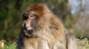 Viene trasmesso agli esseri umani molto di rado e se lo . Vaiolo Delle Scimmie E Monkey B Virus Cosa Sono Casi In Cina E Stati Uniti