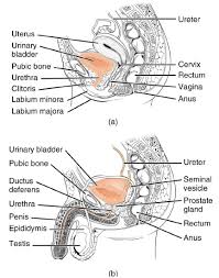 If you have an overactive bladder, you. 19 4 Ureters Urinary Bladder And Urethra Biology Libretexts