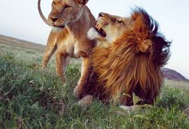Lions Are Making a Surprising Comeback--but Only When They Are Kept behind  Fences | Scientific American