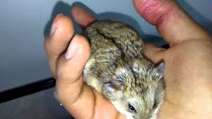 How can you tell if your hamster is pregnant/in labor? How To Know A Hamster Is Pregnant Youtube