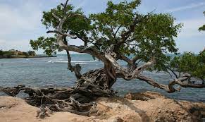 Buttonwood Tree At Treasure Beach Treasure Beach Jamaica Treasure Beach Montego Bay Jamaica
