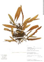 Image result for Pleopeltis macrocarpa