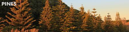 Taking core samples would help currey try to find the age of the glacial features those trees were growing on top of. Pine Trees Basic Biology