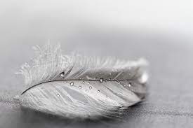 This may mean success, healing, health, and money. What Do Grey Feathers Mean Wishing Moon Feather Meaning Grey Feather Meaning White Feather Meaning