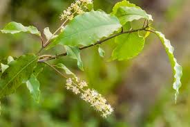 Image result for Petiveriaceae