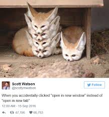 Omggggggggggg That Is Soooooooooooooooooooooooooooooooooo Cuuuuuuuuuttttttteeee Foxeeeeeee Cute Animal Memes Cute Funny Animals Animal Memes