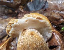 Image result for Boletus variipes
