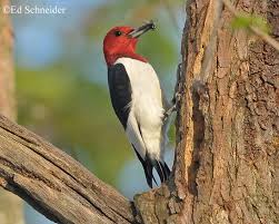 Maybe you would like to learn more about one of these? Red Headed Woodpecker State Of Tennessee Wildlife Resources Agency