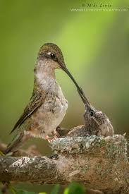 How to make hummingbird nectar. Pin On Bird Families