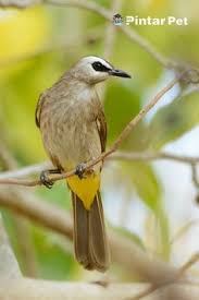  Pintar Pet Pintarpet Profile Pinterest