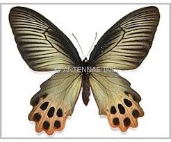 Image result for Arthropteris anniana