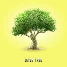 Olive Tree Vector Olive Tree Tree Olive